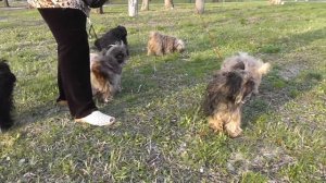 русская цветная болонка  Райское Соцветие