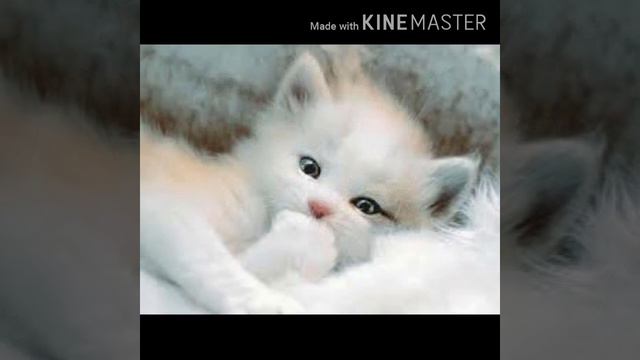 породия пчеловод, моя подборка фоток с белым котачкай😻❤💓💓💓❤❤❤👍 читать описание👇👇👇 смотреть онлайн