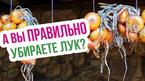 Когда убирать лук репчатый? Уборка лука с грядки и подготовка его к хранению