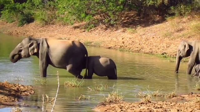 Сафари со слонами - Шри-Ланка смотреть онлайн