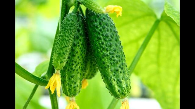 ПОЧЕМУ ПЛОХО РАСТУТ ОГУРЦЫ смотреть онлайн