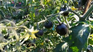 Черный принц - помидоры черного цвета