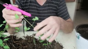 ЧЕРЕНКОВАНИЕ И РАЗМНОЖЕНИЕ КЛЕМАТИСА. РЕЗУЛЬТАТ.