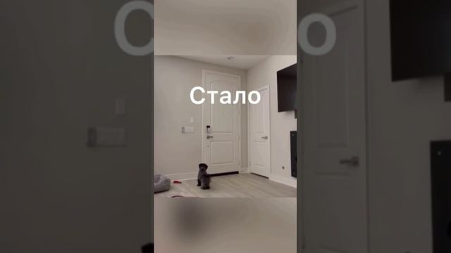 Реакция собаки на звонок в дверь до/после обучения в Школе Антуана Наджаряна #воспитаниесобак смотреть онлайн