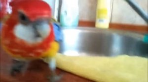 Parrot Rozella cooks and fights Animal