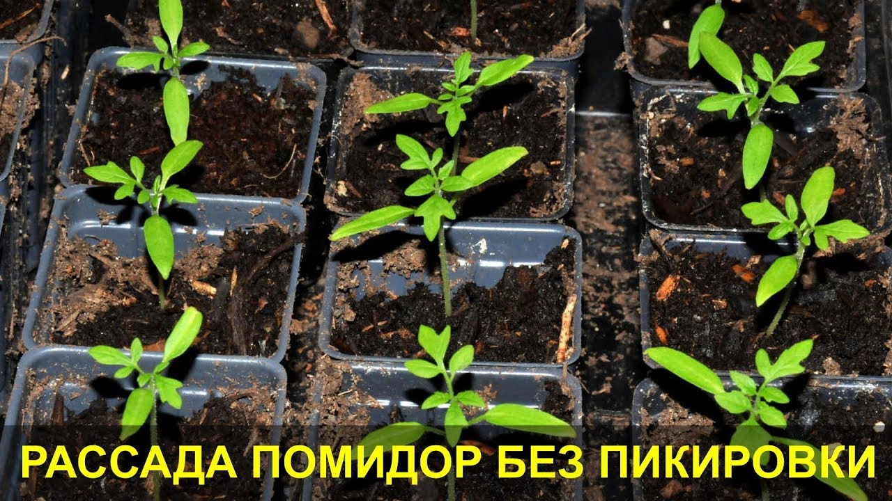 Рассада Помидор: Выращивание без Пикировки