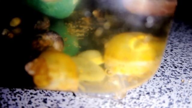 Чем кормить( маленьких ампулярий) : смотреть онлайн