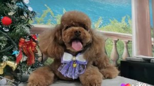 Той пудель. Стрижка в азиатском стиле.