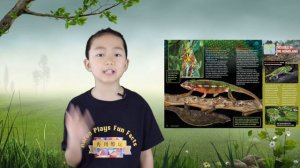 10 Cool Chameleon Facts | How Chameleons Change Color