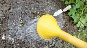 ФЛОКСЫ. Подготовка к зиме: обрезаем, подкармливаем и укрываем, чтобы хорошо перезимовали!