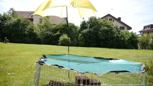 Как выгуливать свинок летом?☀ смотреть онлайн