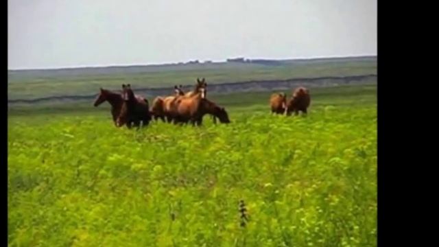 Моя родина Донской край смотреть онлайн
