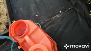 Зелёное мыло и борная кислота.. обработка клубники по листу