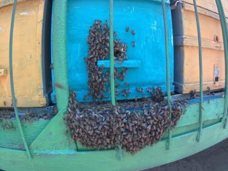 50 кг подсолнуха.Методы спасения пчел и пчеловодов в аномально жаркие периоды. смотреть онлайн