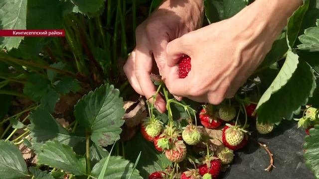 Клубничный бизнес: можно ли заработать на клубнике в Ленобласти и не прогореть