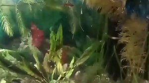 Аквариум - данио, макрогнатус, сомики, петушок, креветки и др.