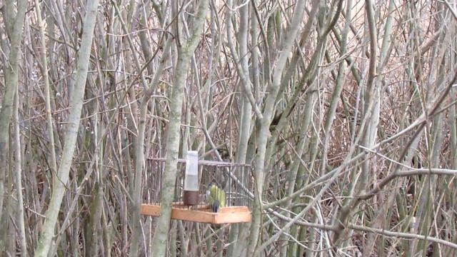 Ловля птиц Чижи,щеглы смотреть онлайн