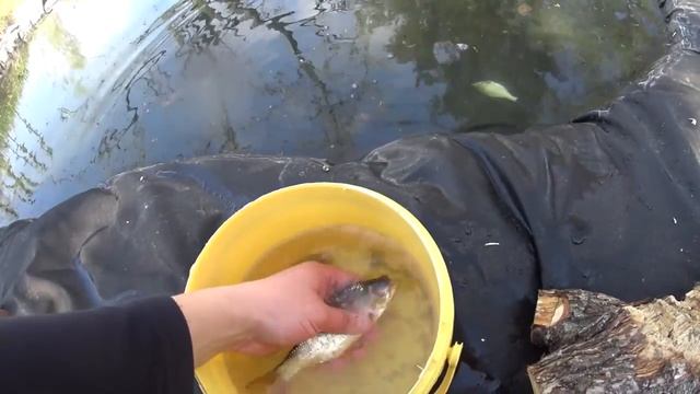 Мини пруд на даче - ч.2 (Зарыбление, первые рыбки ... ) смотреть онлайн