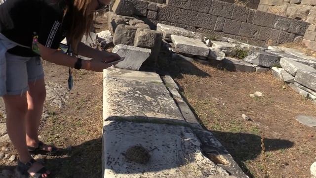 ЧЕРЕПАХА. АНТИЧНЫЙ ГОРОД ПЕРГАМ (Tortoise. Рiergam. Bergama, Turkey) смотреть онлайн