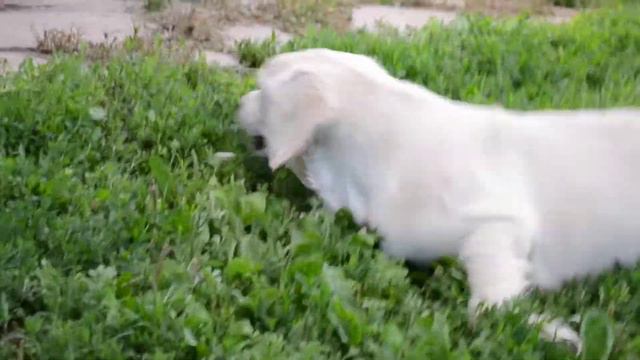 золотистые ретриверы - гуляем