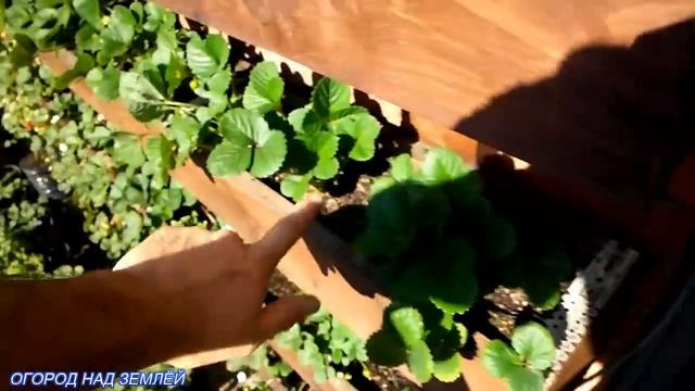 КЛУБНИКА СОРТ КАБРИЛЛО/Посадка в подвесные грядки. смотреть онлайн