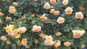 Плетистые розы,Инесс Састр,Мишка,Полька,Эльф,Барок