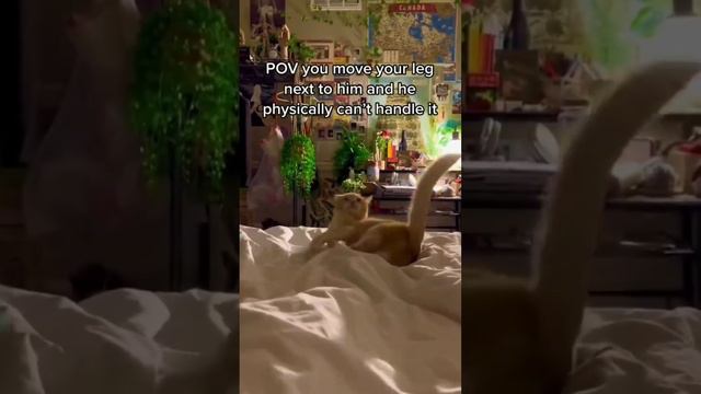 СМЕШНЫЕ ВИДЕО ЖИВОТНЫХ | СМЕШНЫЕ СОБАКИ И КОТЫ | УГАР