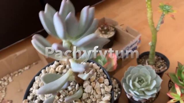 NOMBRES DE SUCULENTAS + De 20 TODO x MENOS de $800 😱 смотреть онлайн