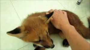 В доме появилась лиса ❤️ This fox was rescued 8 years ago