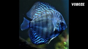 Дискусы в аквариуме, содержание дискусов и уход, разведение, совместимость, чем кормить.