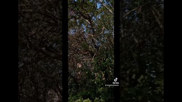 Медитация Изобилия
