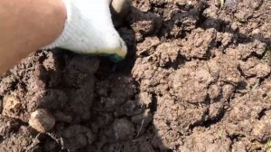 Сажаю грушу, сорт "Дюшес"