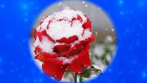 Футаж. Цветы на снегу 12  Footage. Flowers in the snow 12