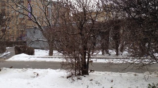 Московские воробьи зимуют весело и задорно - снято 6 декабря напротив Горбушки смотреть онлайн