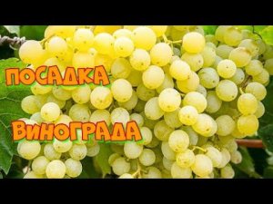 Вот Так Я Посадила Саженец Винограда Черенками и результат через неделю!