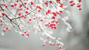Константин Куклин - Цветы замерзают под снегом