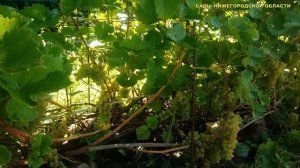 Подкормка винограда.Чем подкормить виноград в августе