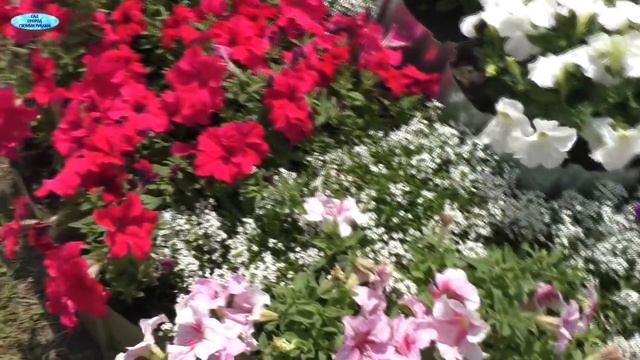 Подкормка дрожжами -"чуда" не случилось!. смотреть онлайн