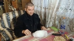 Почему кролик перестал ходить в лоток туалет?