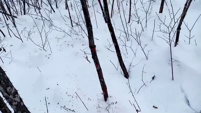 Охота на дикого кабана с подхода, МР 155 картеч 8.5. смотреть онлайн