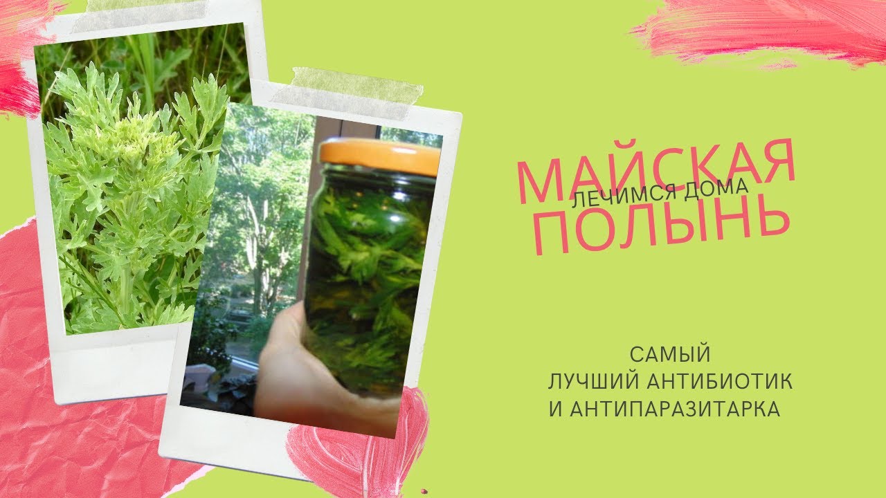 Майская полынь самая лучшая !!!.mp4 смотреть онлайн