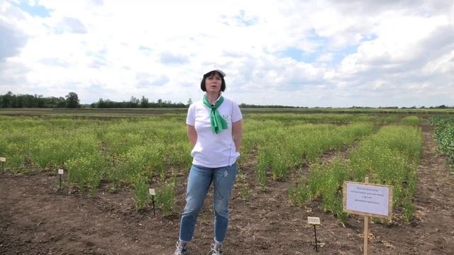 Демонстрационный полигон традиционных и новых для Крыма масличных культур. Клепинино. День поля 202