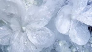 Tom Ford Soleil Neige (2019)