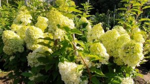 Саммер Лав .Сорт который не обманет ожидания.