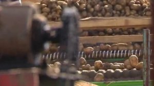 Картошка  Урожай и цены