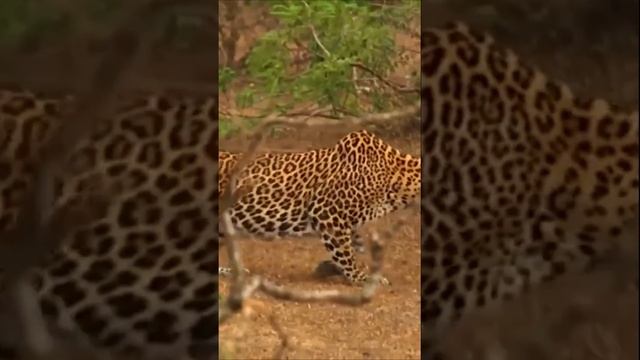 Ceylon leopard   hunts for crocodiles! #leopard #hunts #animals