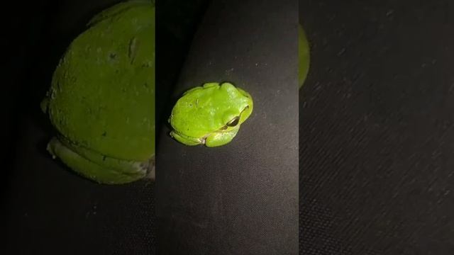 собрал лапки и лежит ?❤ #животные #озеро #ферма #котята #природа #кошки #корова #телята смотреть онлайн