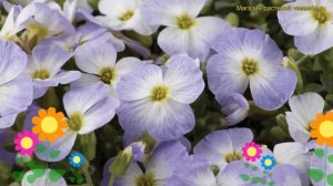 Аубриета дельтовидная флорадо блю блаш биколор. Обзор aubrieta deltoidea Florado Blue Blush Bicolor