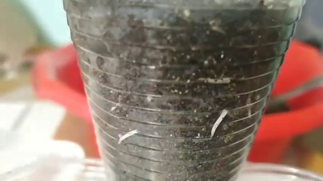 Арбузы, дыни, кабочки и тыквы. Проращивание и Посев на рассаду. 100 % результат. Апрель 2021г. смотреть онлайн