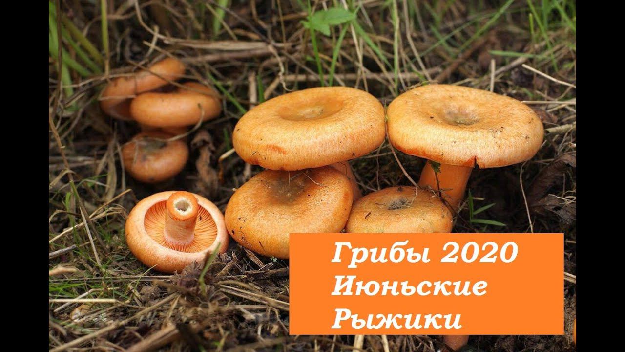 Тихая охота.Первый слой.РЫЖИКИ В ИЮНЕ. СТОЛЬКО Я ЕЩЕ ВИДЕЛ.. смотреть онлайн